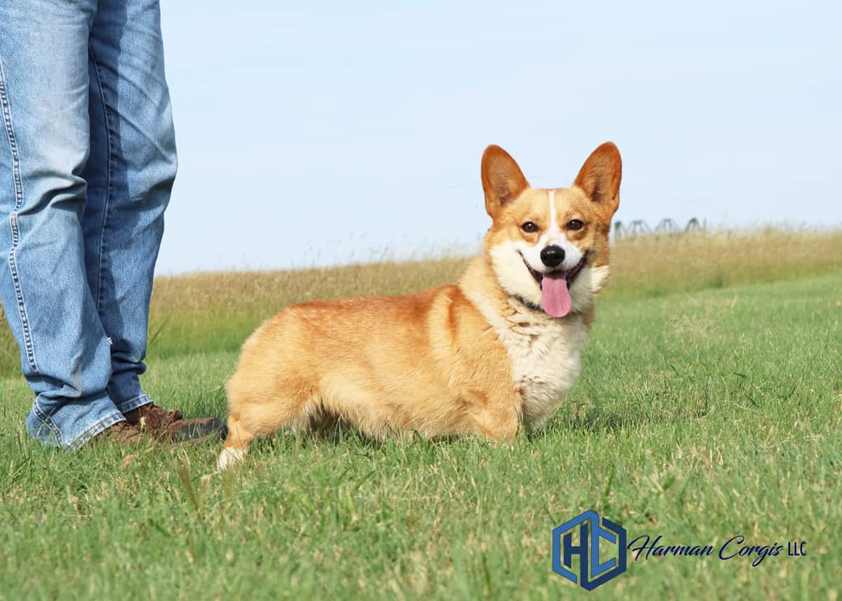 Red and white Corgi male