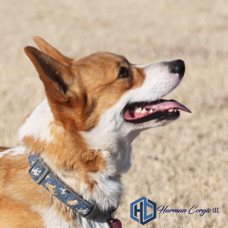 Head shot of a red corgi