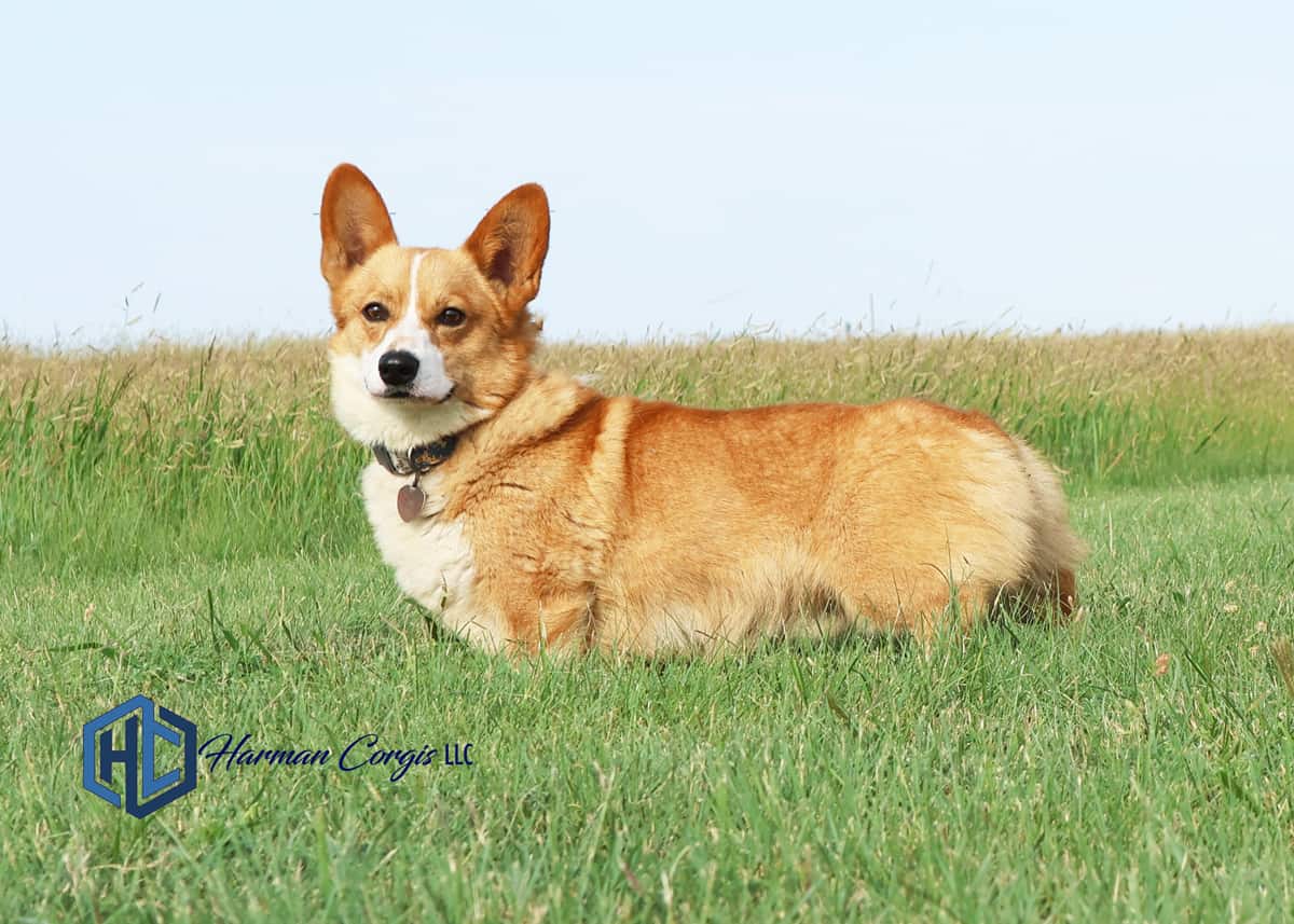 Litter Page: Alina and Spencer's Litter - Corgis I Texas Corgi Breeder ...