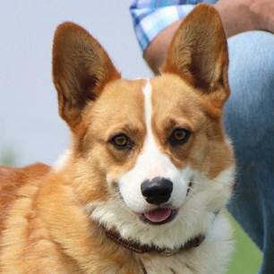 Red and white Pembroke Welsh Corgi male