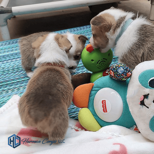 Corgi Puppies playing with toys