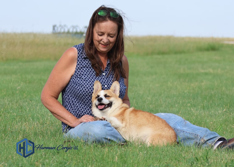 Fredrick red corgi male at Harman Corgis