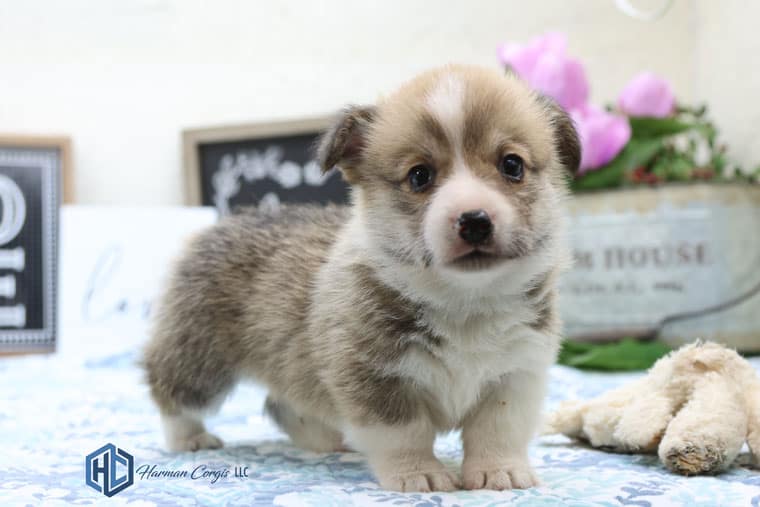 Corgi puppy