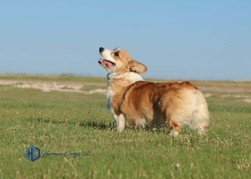 Red Corgi female at Harman Corgis in green grass
