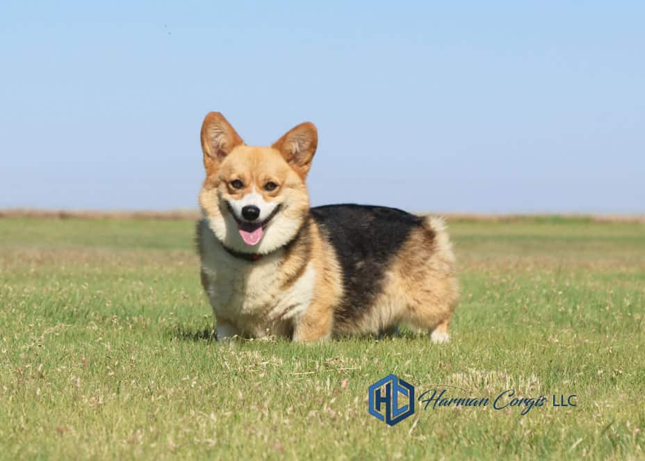 Red Headed Tri color Pembroke Welsh Corgi on green grass at Harman Corgis