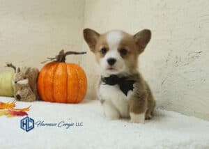 Corgi puppy with a black bow tie