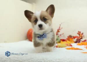 Cute Corgi puppy with a blue bow tie