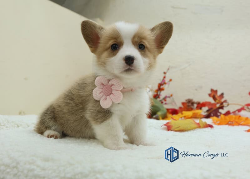 corgi puppy with a pink flower on collar