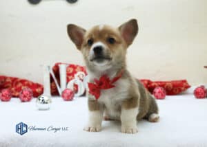 Corgi puppy with a red bow tie