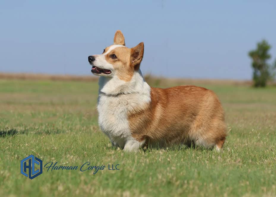 Red and white Corgi at Harman Corgis Standing
