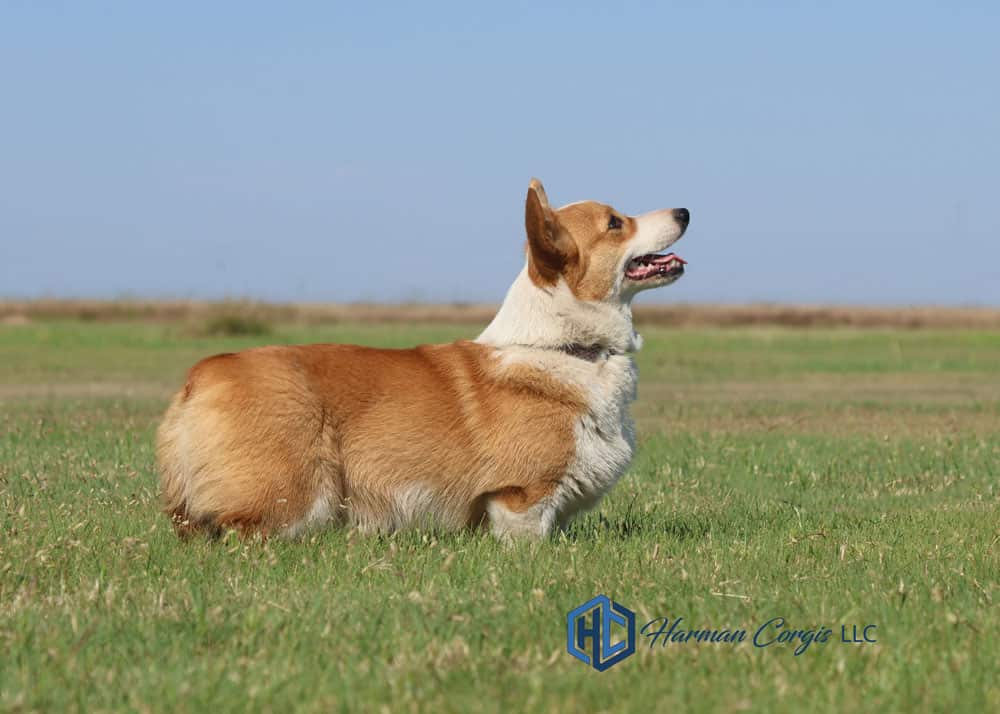 Red and white Corgi at Harman Corgis Standing