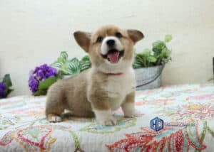 Corgi puppy sitting