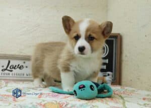 Corgi puppy with a toy