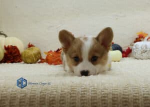 Corgi puppy