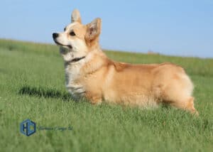 Fawn colored Corgi female at Harman Corgis