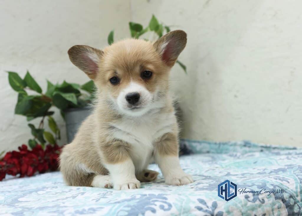 Corgi puppy