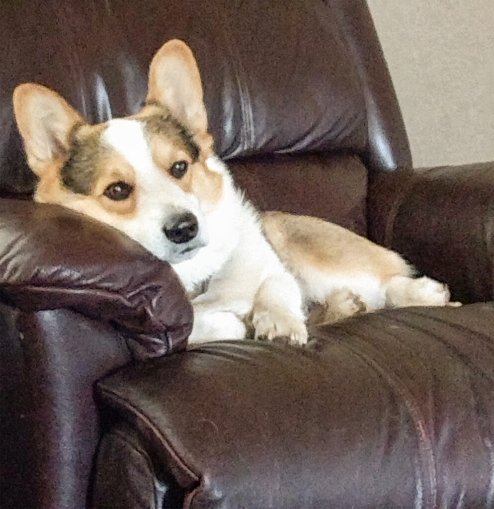 Pembroke Welch Corgi Tri-color adult with calm temperament resting on a leather chair at Harman Corgis in the Texas Panhandle