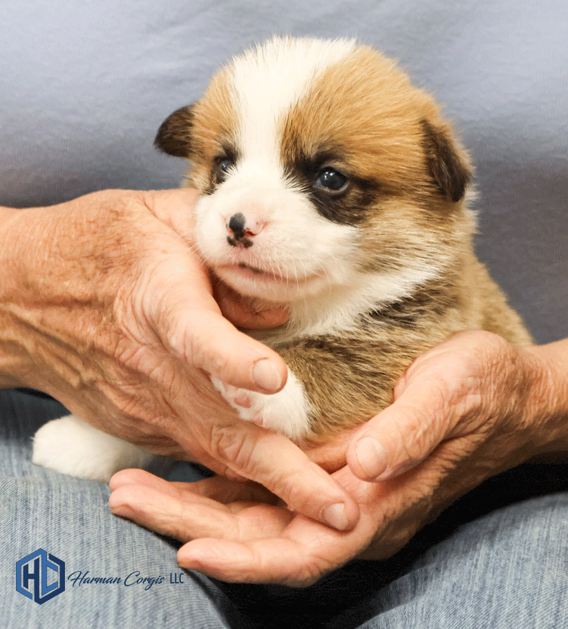 3 week old corgi puppy sitting in a person's lap