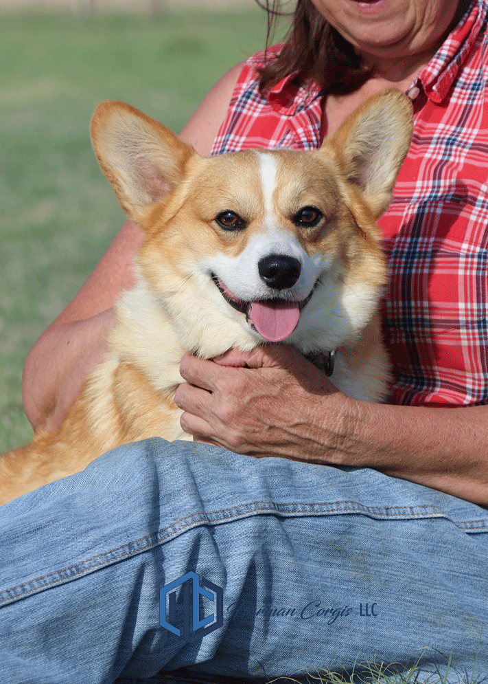 red and white Corgi sitting in girls lab looking at the camera
