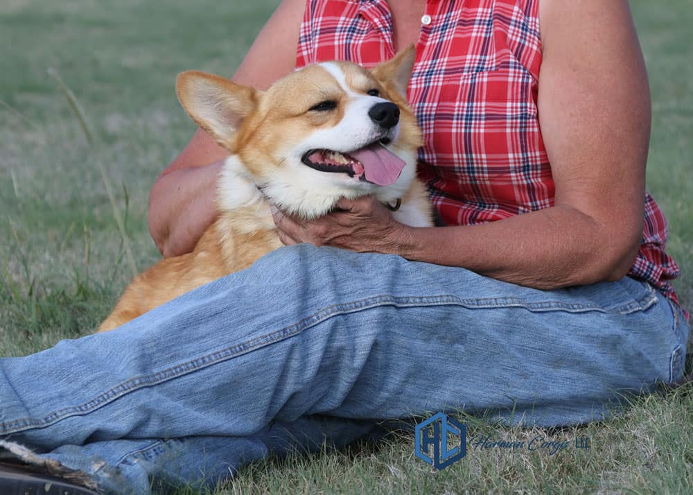 Red and white corgi sitting in a persons lap