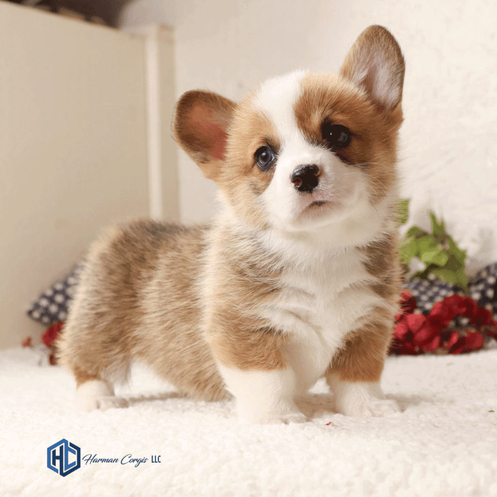Beautiful Red Pembroke Welsh Corgi puppy posing