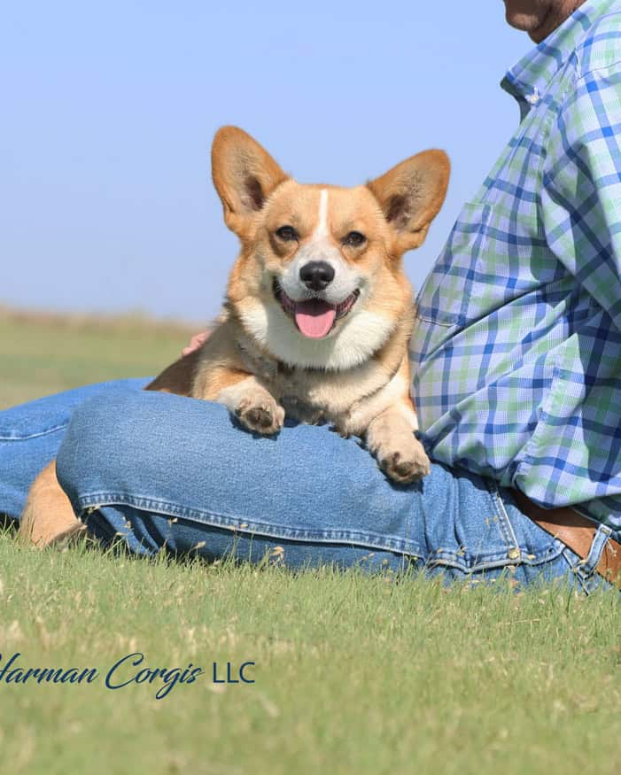 Red and white female Corgi sitting in a lap of owner at Harman Corgis