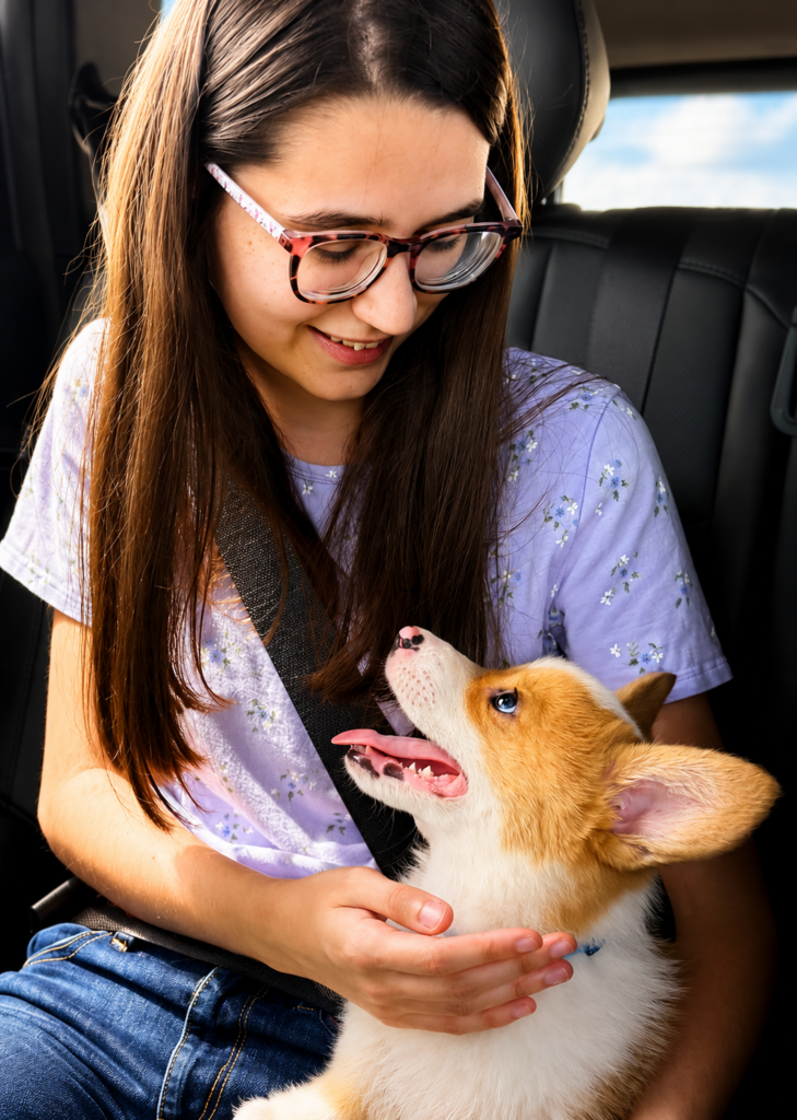 Corgi puppy looking up at new owner