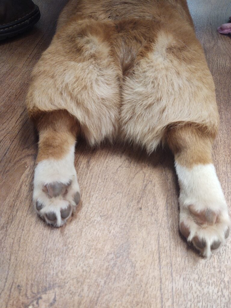 Corgi puppy splooting on the floor