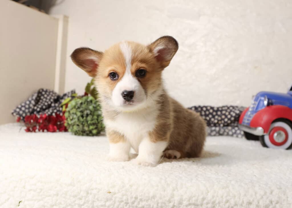 Red and white puppy