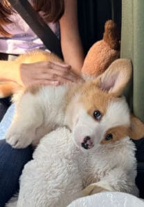 Red and white Corgi puppy laying down in a car on his ride home