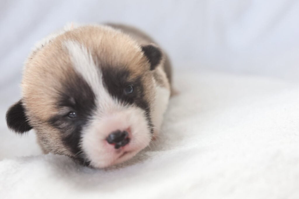 Sable Pembroke Welsh Corgi puppy sleeping