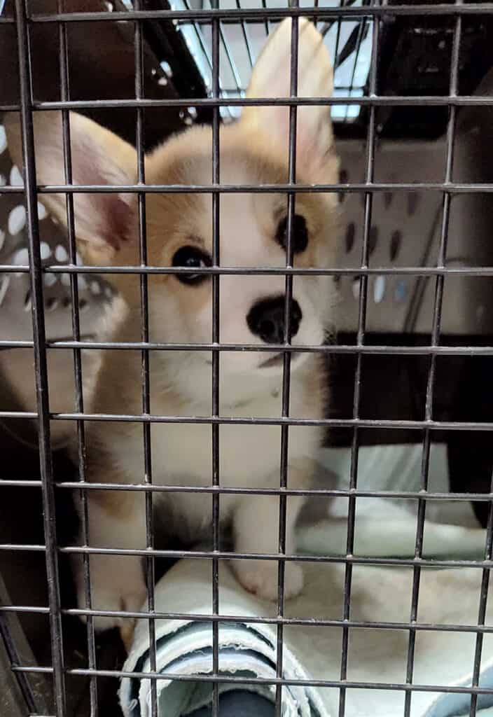Corgi puppy in a transport crate