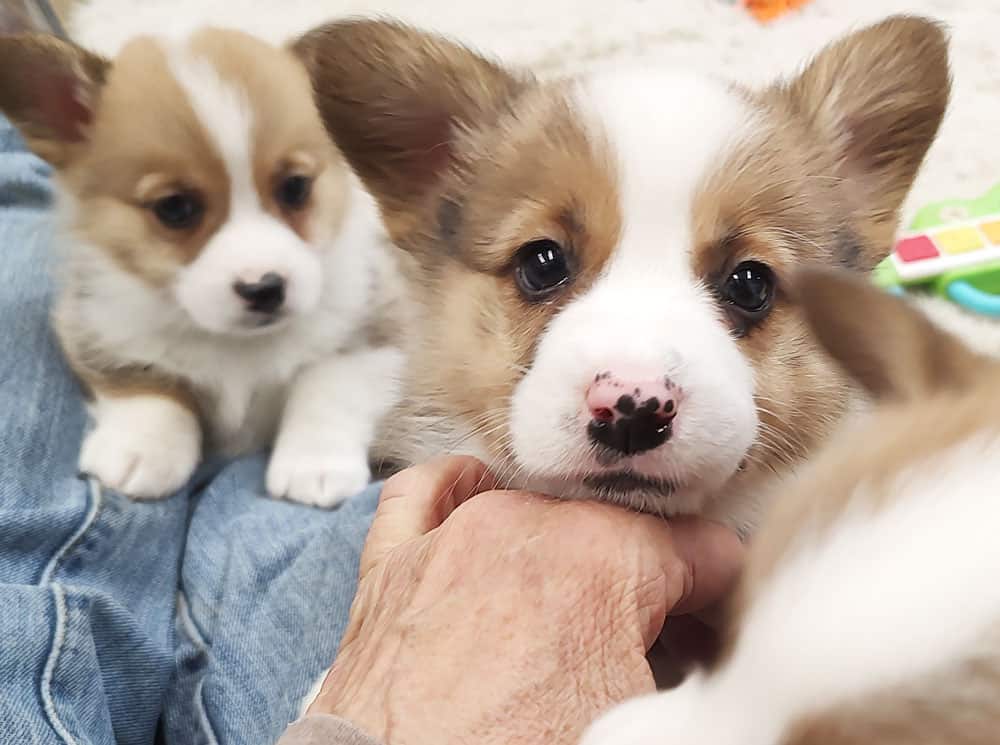 Pembroke Welsh Corgi puppies in a persons lap