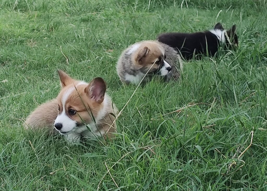 Pembroke Welsh Corgis playing in green grass