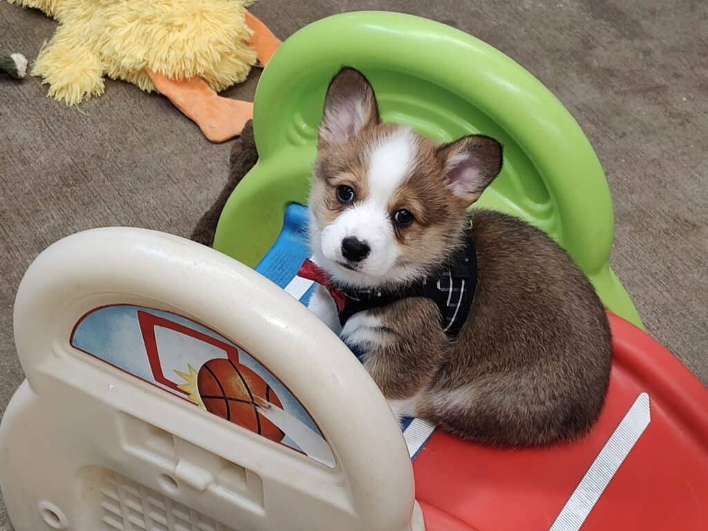 Corgi puppy sitting on a child's slide