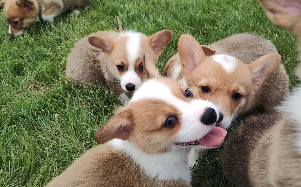 Corgi puppies playing in the grass