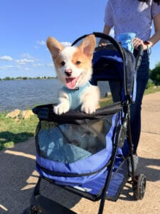 Pembroke Welsh Corgi puppy riding in a stroller during an outdoor socialization outing