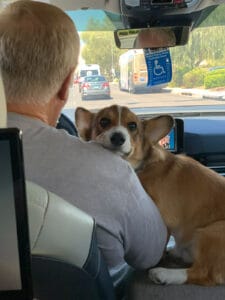 A Corgi riding in a car with his head on a mans shoulder