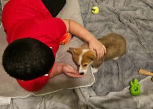A boy in a red shirt getting to know his new Corgi puppy