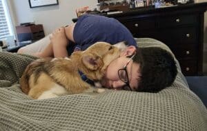 a red and white Corgi puppy snuggling with a boy