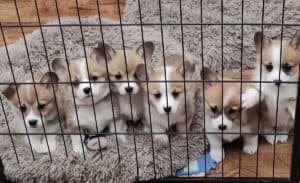 Litter of red and white Corgi puppies looking through a fence