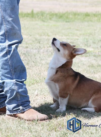 Pembroke Welsh Corgi sitting looking up at owner on green grass