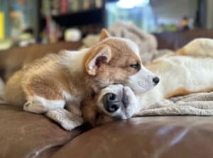 A Corgi puppy sleeping on an older Corgis head