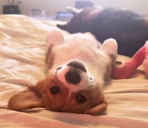 Pembroke Welsh Corgi puppy relaxing on its back on a bed