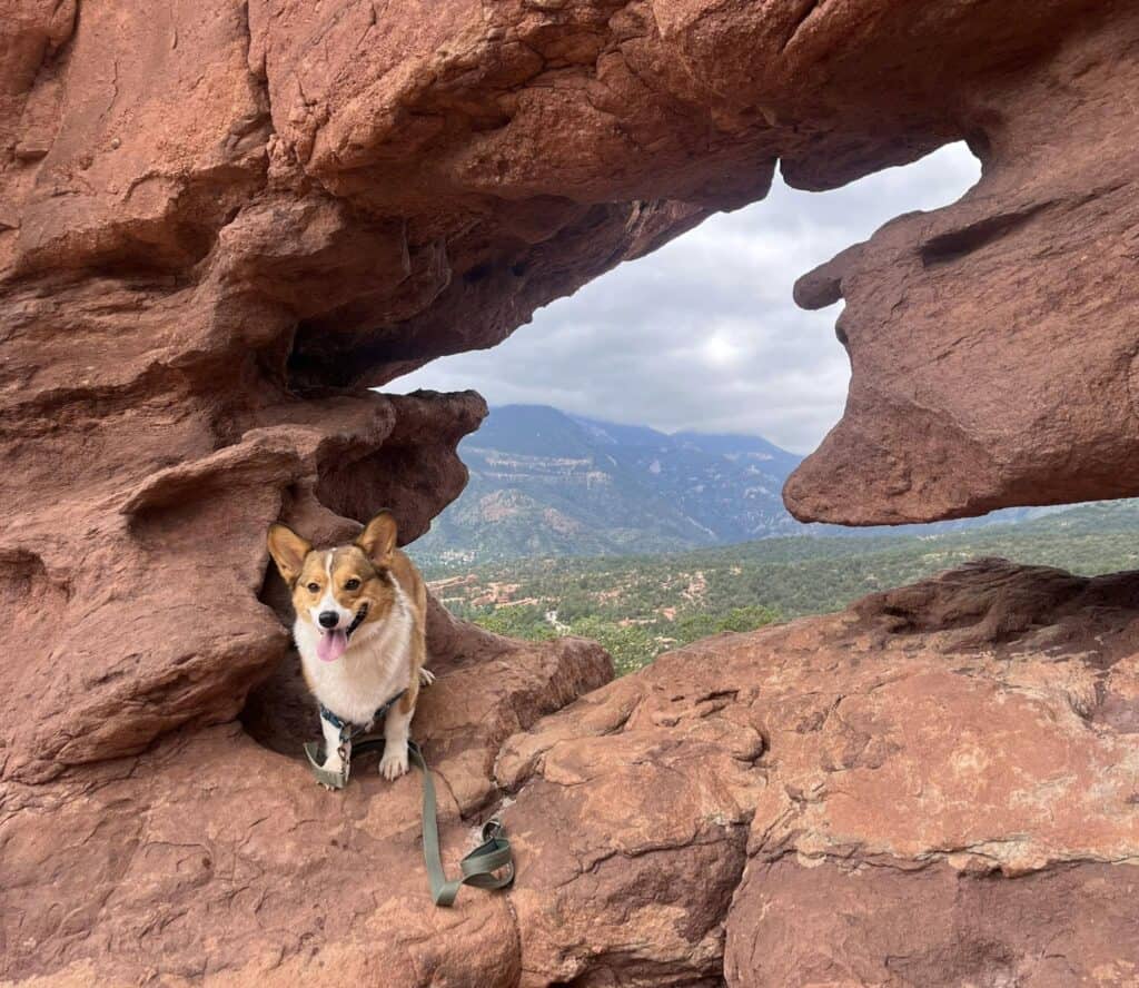 Corgi by a large rock formation