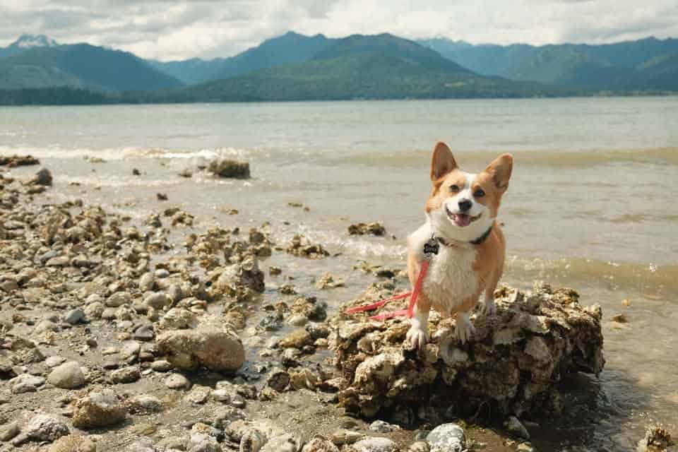 A Corgi on the beach