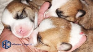 Baby Corgi puppies sleeping