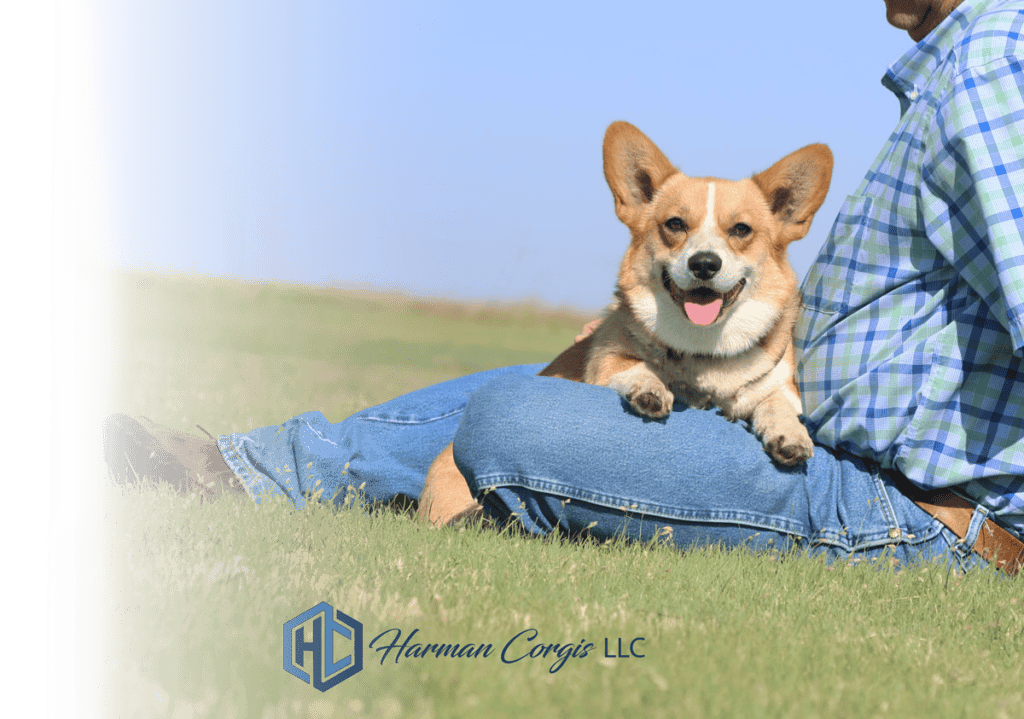 Red and white female corgi sitting in a persons lap