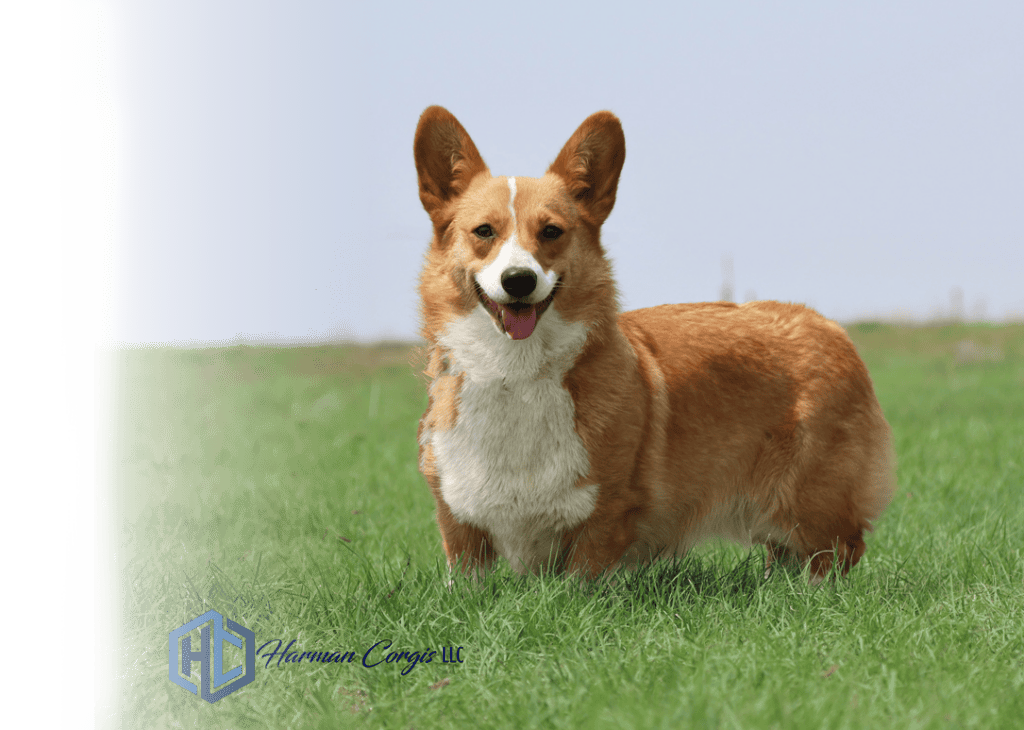 Deep red and white corgi female