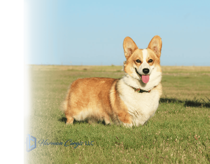 Red and white Pembroke Welsh Corgi on green grass